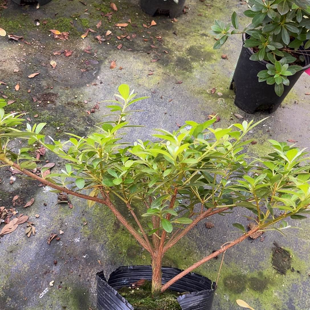 皋月杜鹃花樱绒樱绒