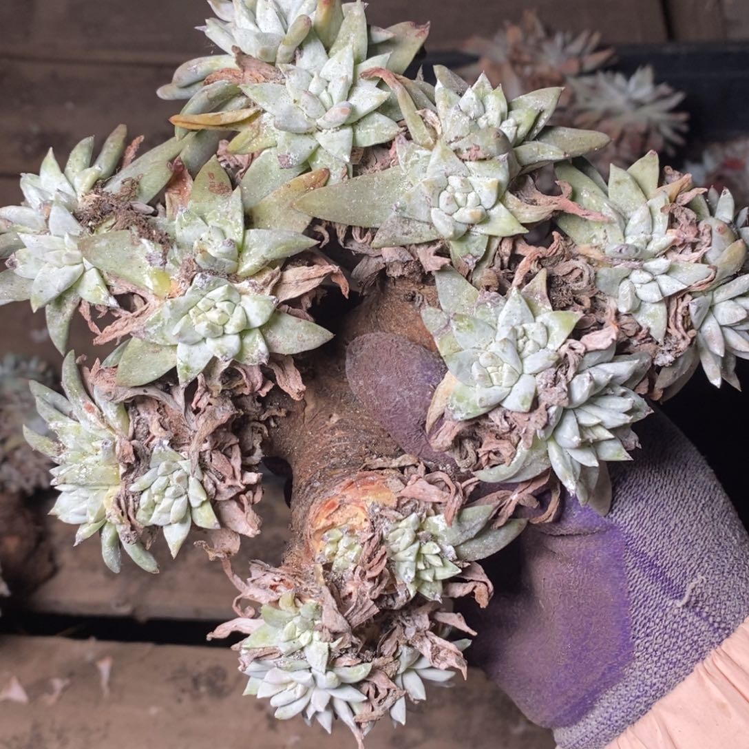 2050微抗压哈哈哈哈哈哈哈哈哈哈