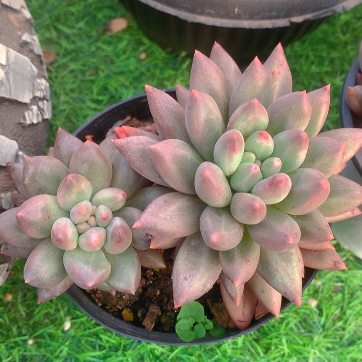 多肉乐园精品水晶球