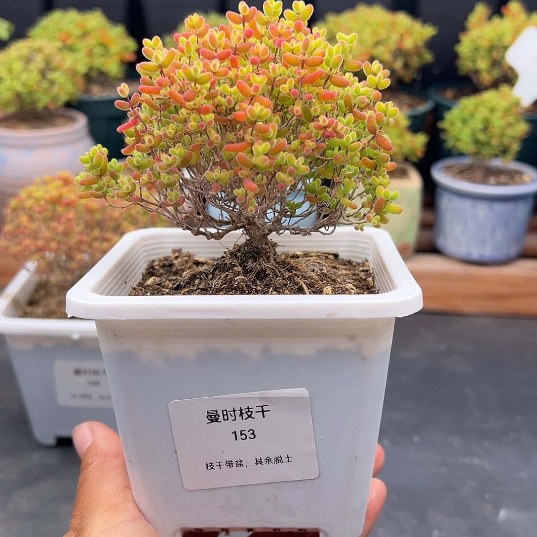 哈*嗝153号密橘糖球12.5多肉