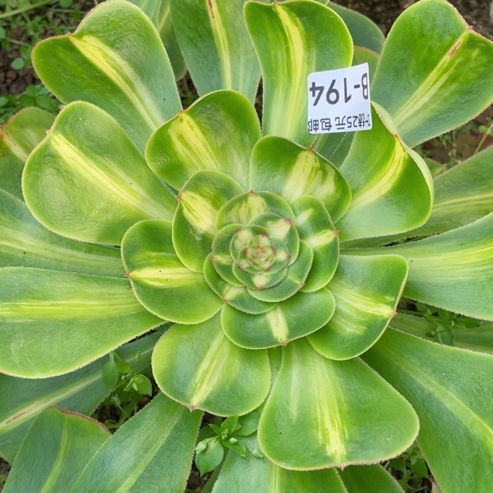 194暴君多肉12345678