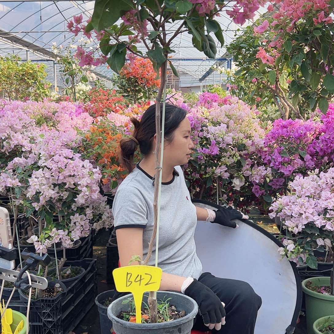 大部分花苞少量开放B42重瓣