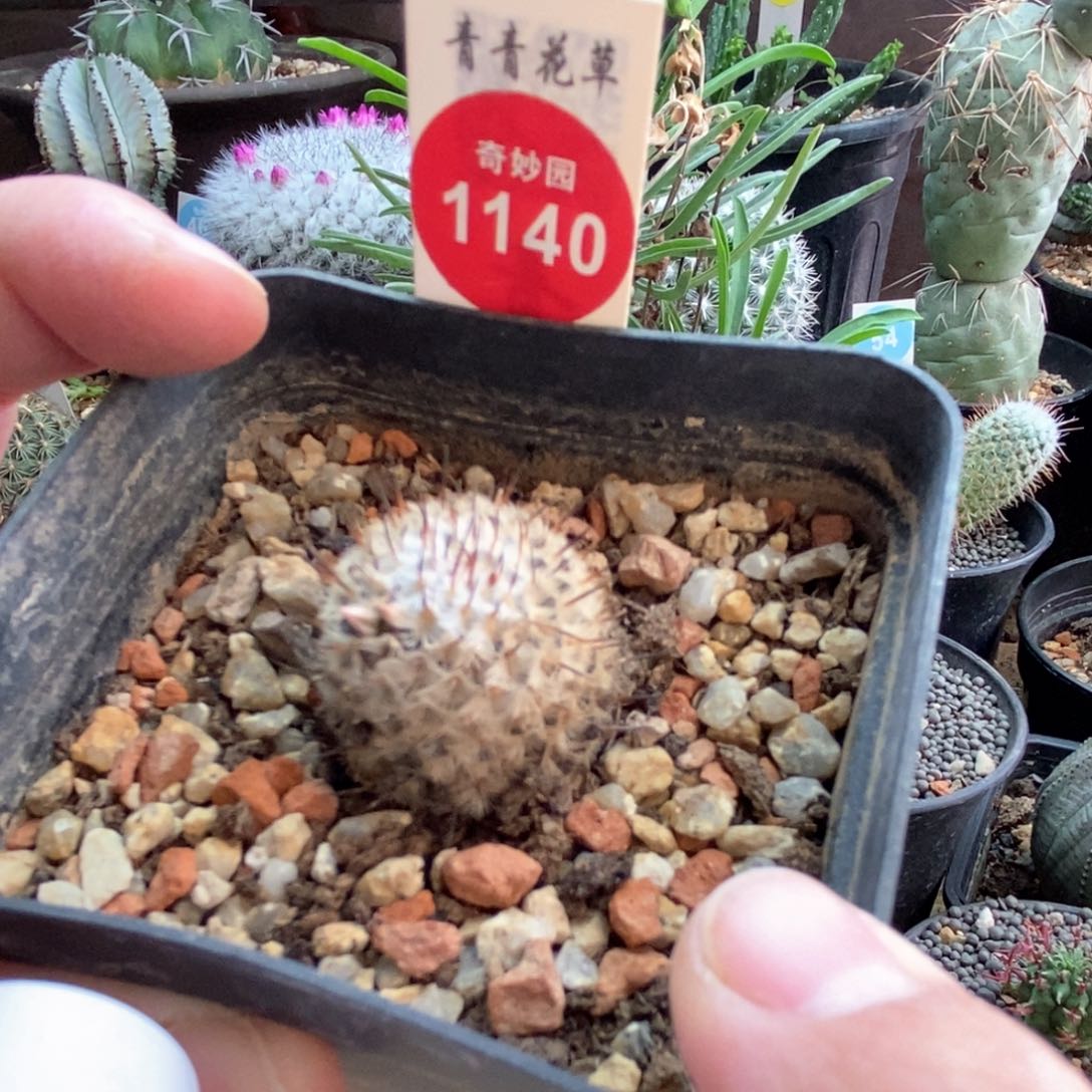 自根直刺佩雷2.5cm