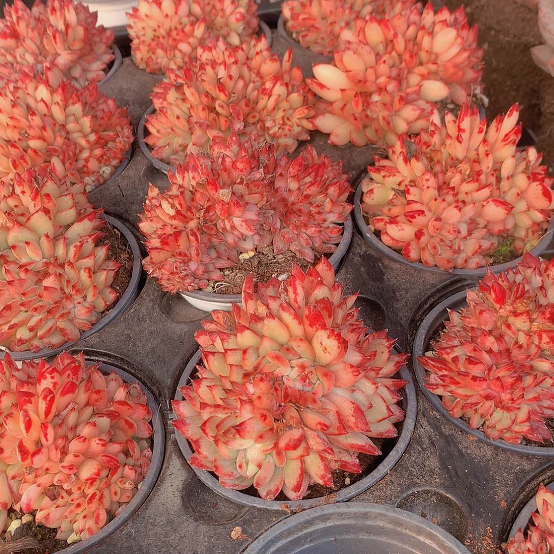 拉糖缀化45788999000