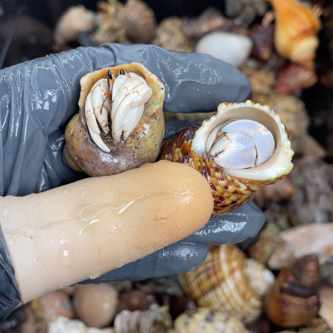 不退不换活体宠物101