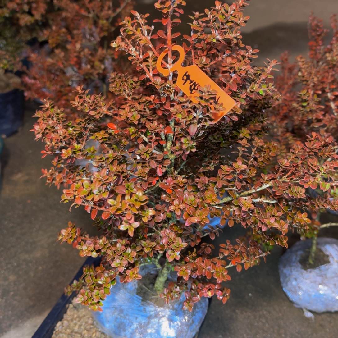 完全开放꧁****꧂安徽珍珠黄杨