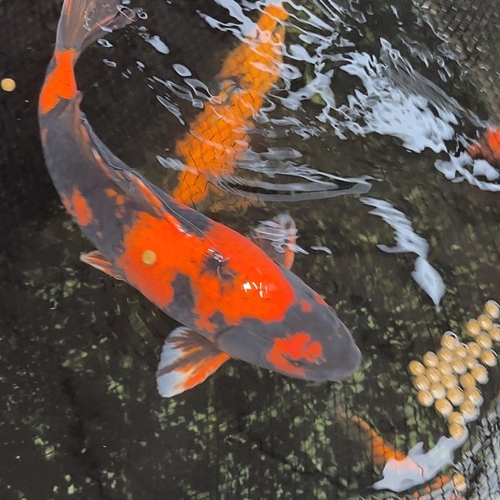 海水鱼赤目芒果绯写