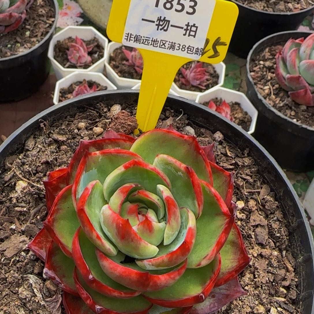 云南精品多肉1853