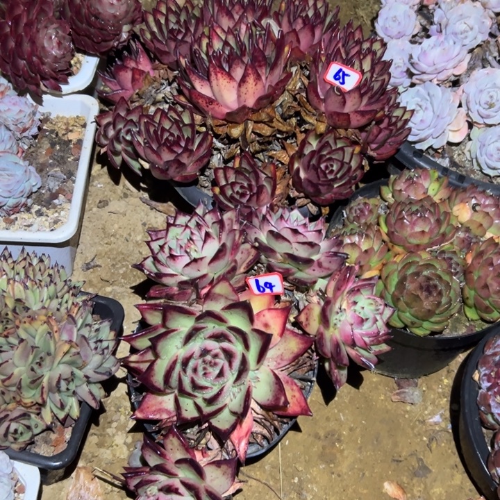 潮***趣精品多肉植物老桩