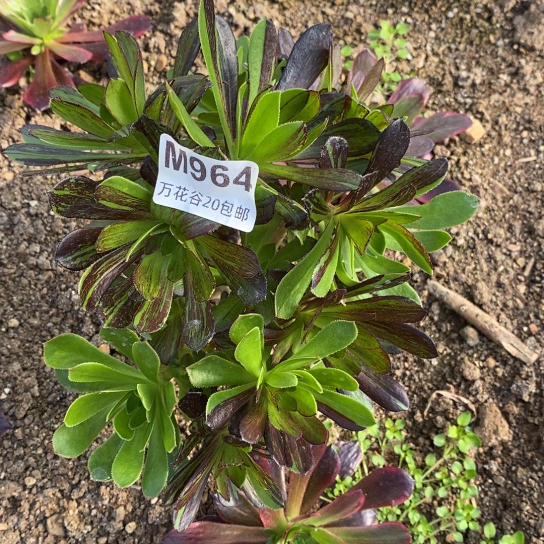 964水墨丹青砍过多肉植物