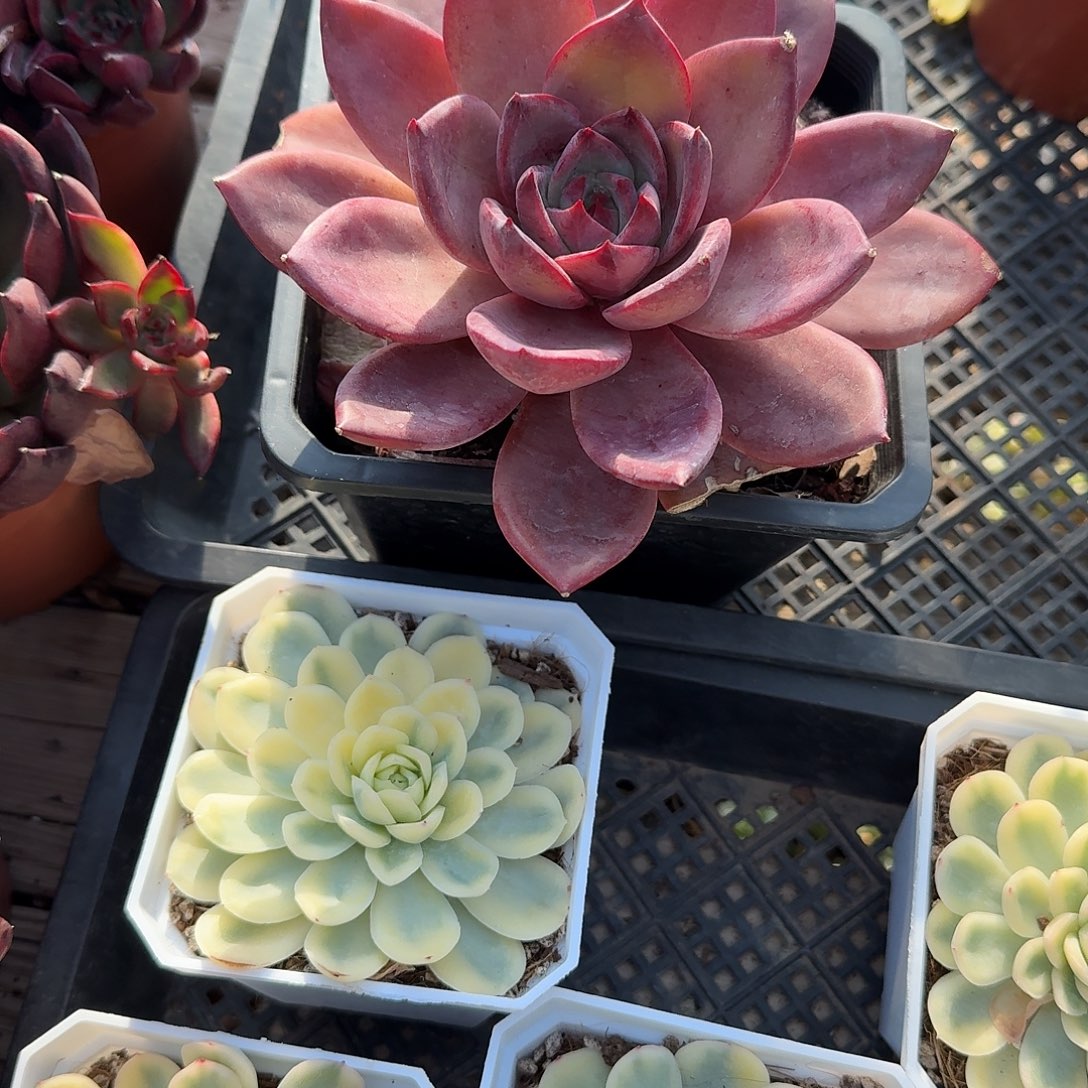 唐卡大单头多肉植物