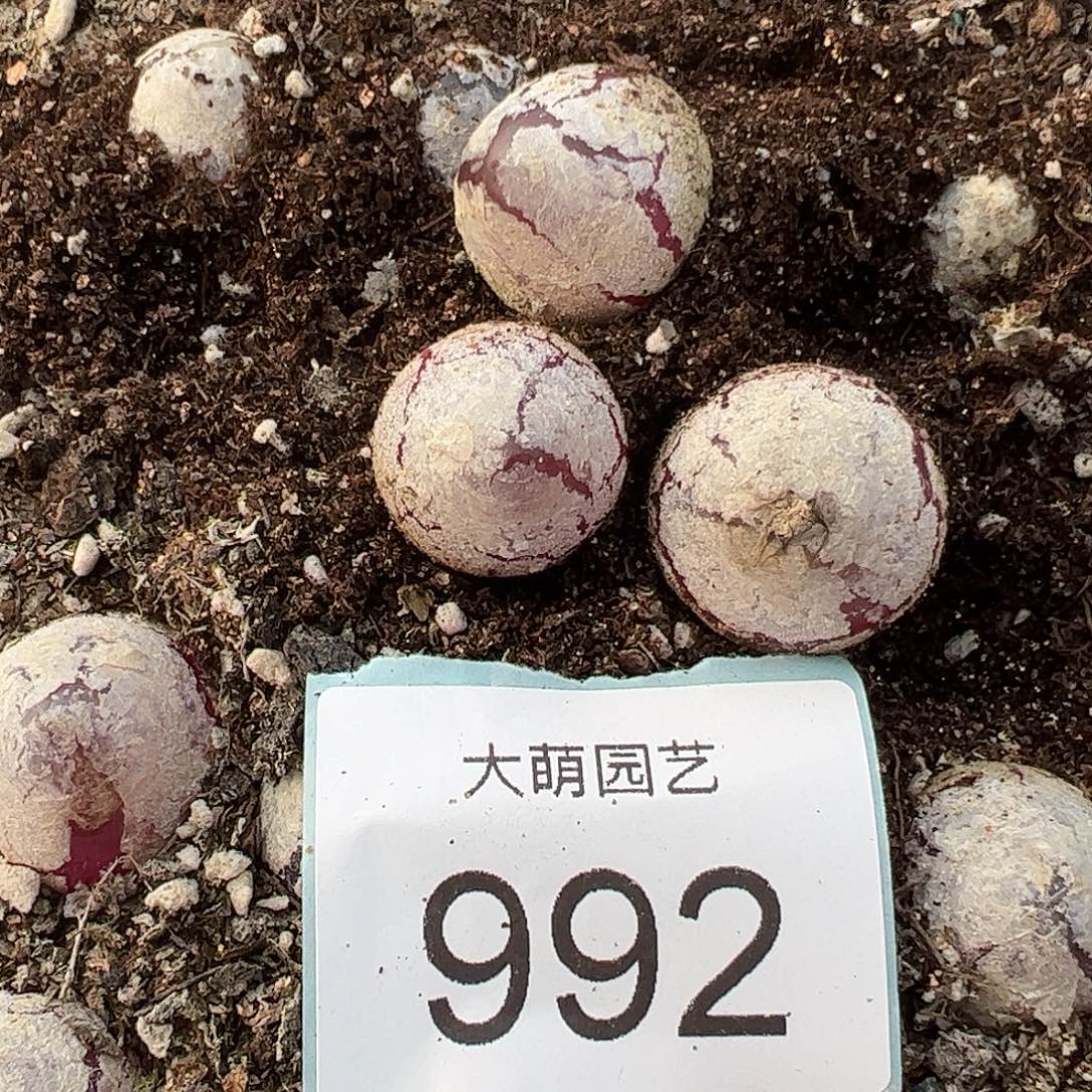 0000992量拍大灯泡1颗尺寸不低于2.0