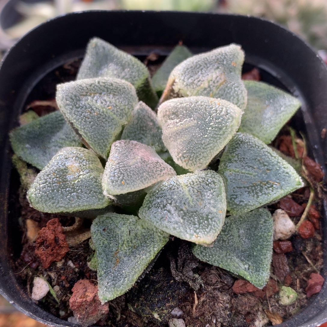 冰钻磨年寿，带盆一起