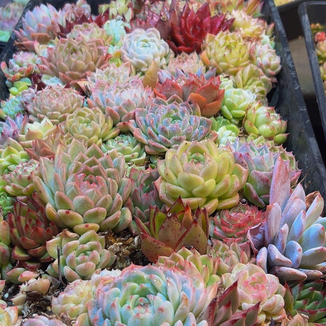 620多肉葡萄的味道