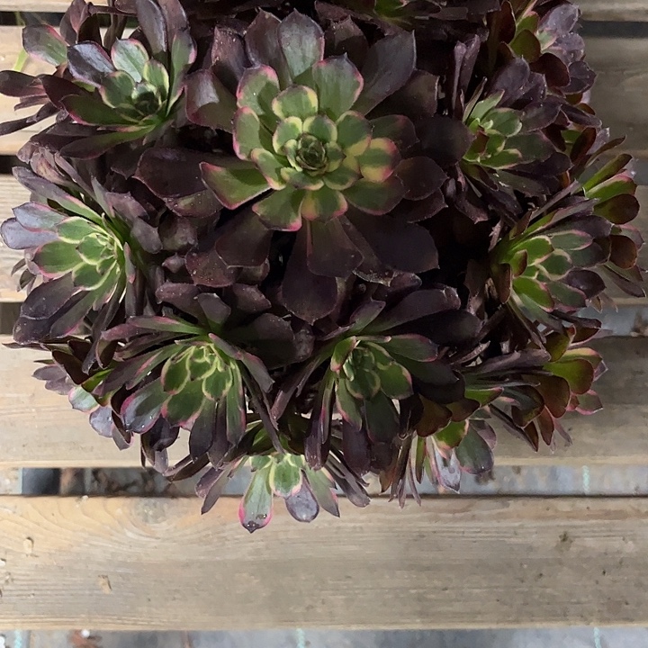 蓝***莲多肉植物黑金刚锦…………