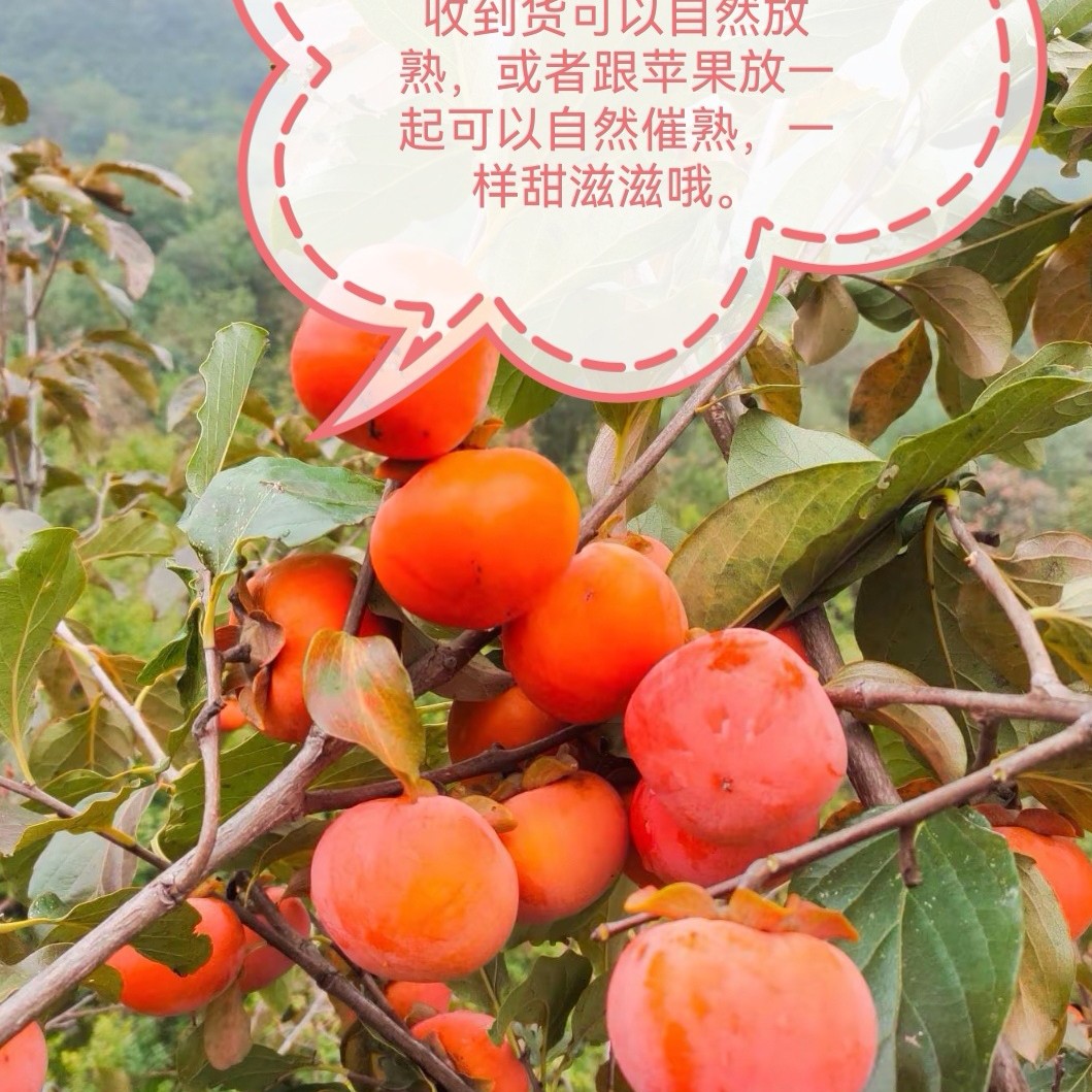 临潼野生新鲜火晶柿子软甜爆浆流心珍珠蜜柿孕妇水果新疆不发货