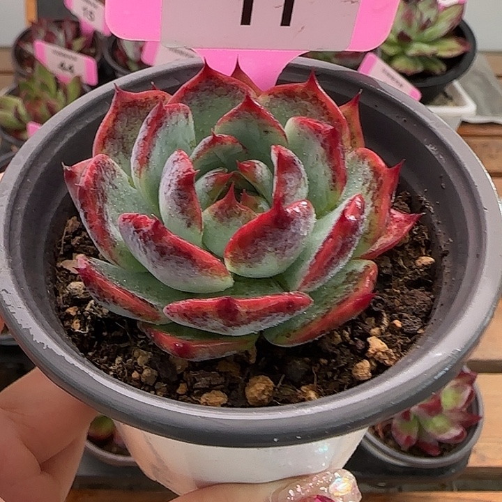 11惊鸿仙子多肉植物