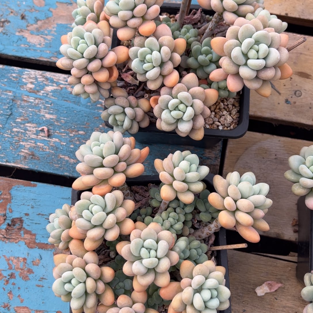 两颗鱼子酱洛神福利不售后