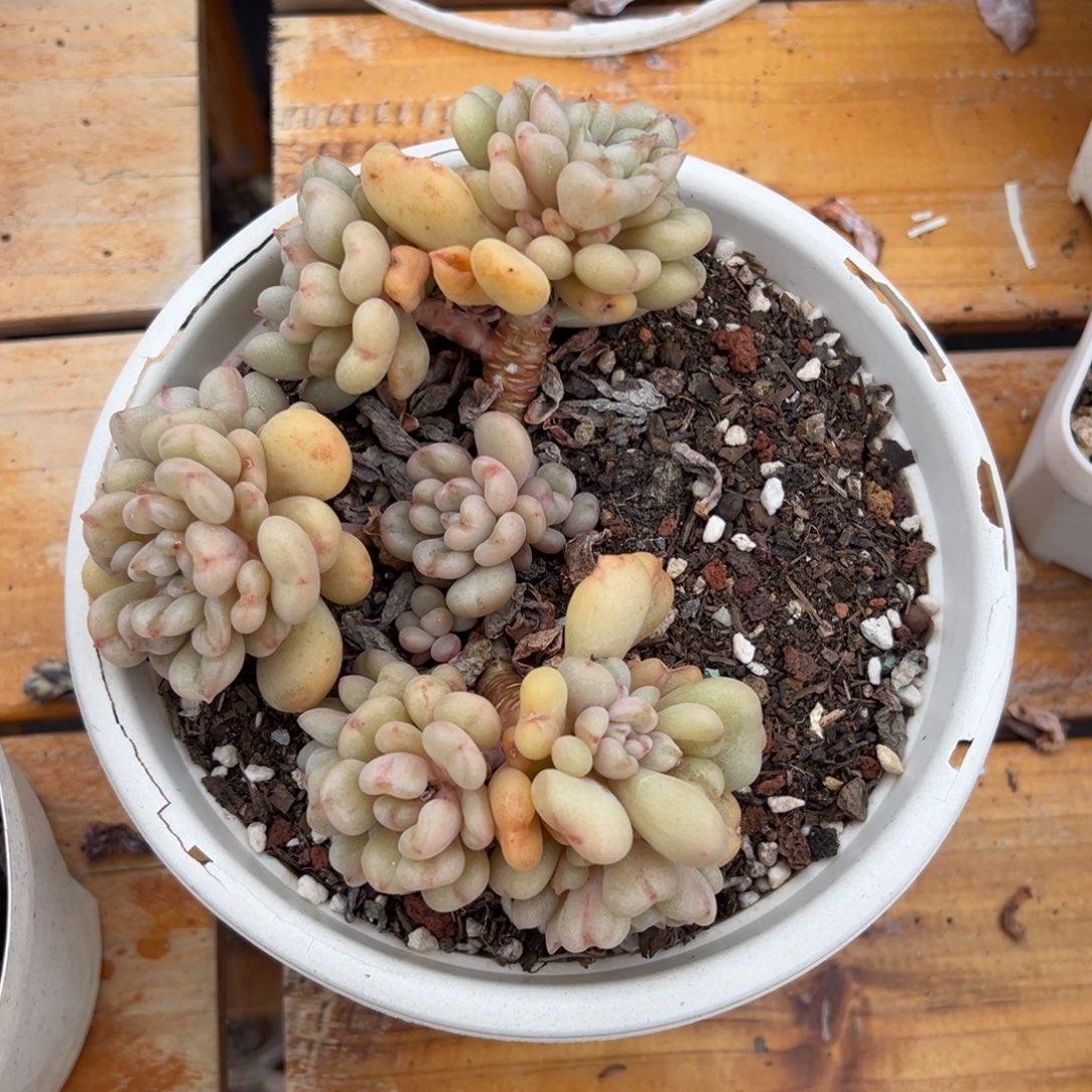 多肉比尔盖茨【非偏远地区满18包邮】