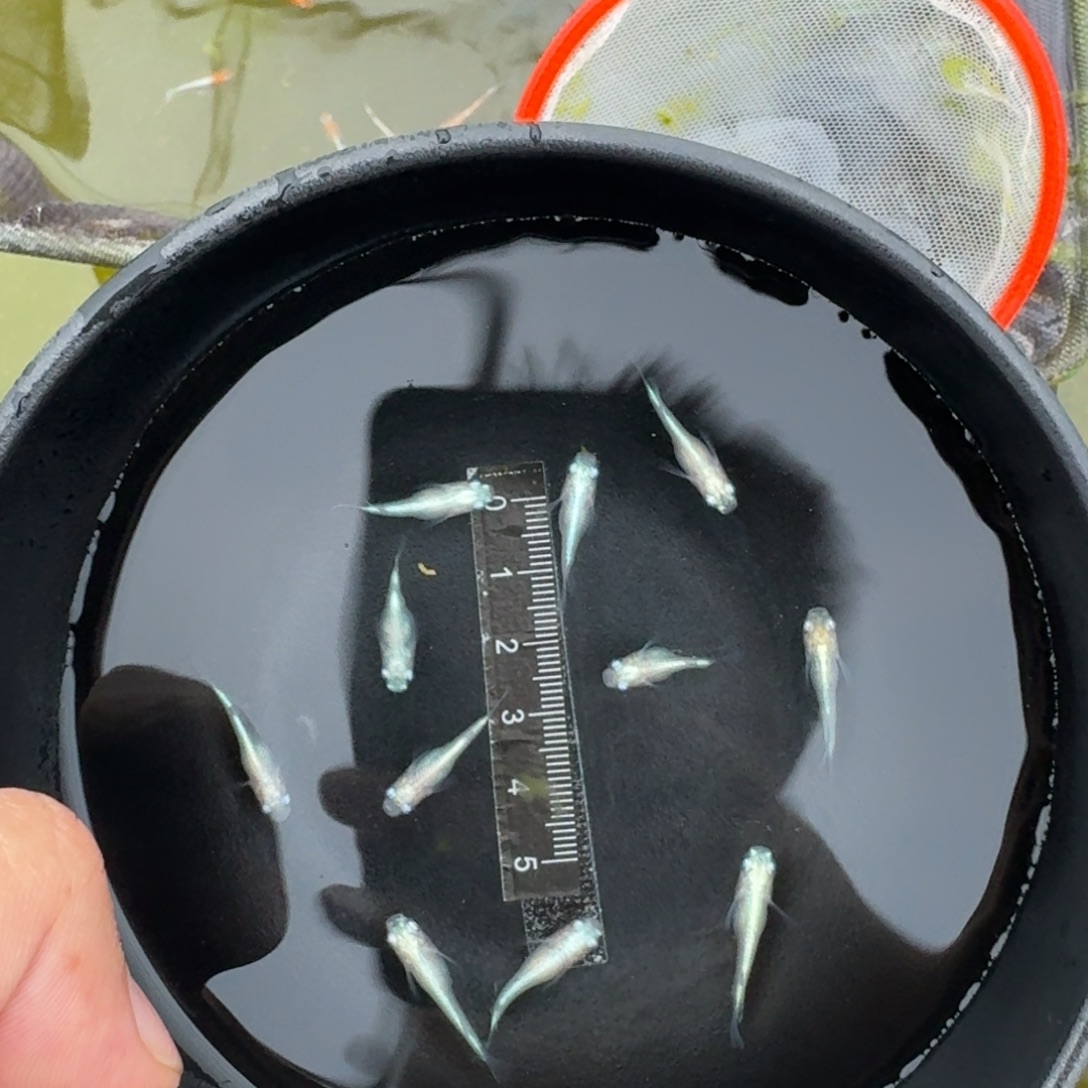 青鳉。          573号