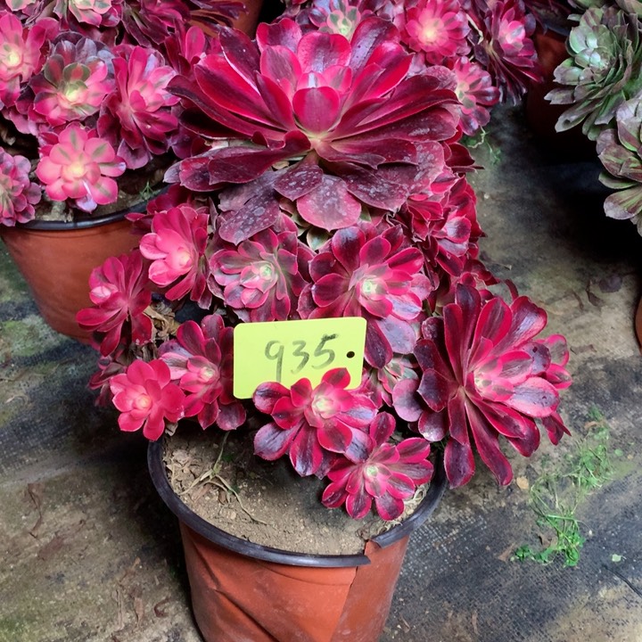 935美杜莎多肉一物一拍