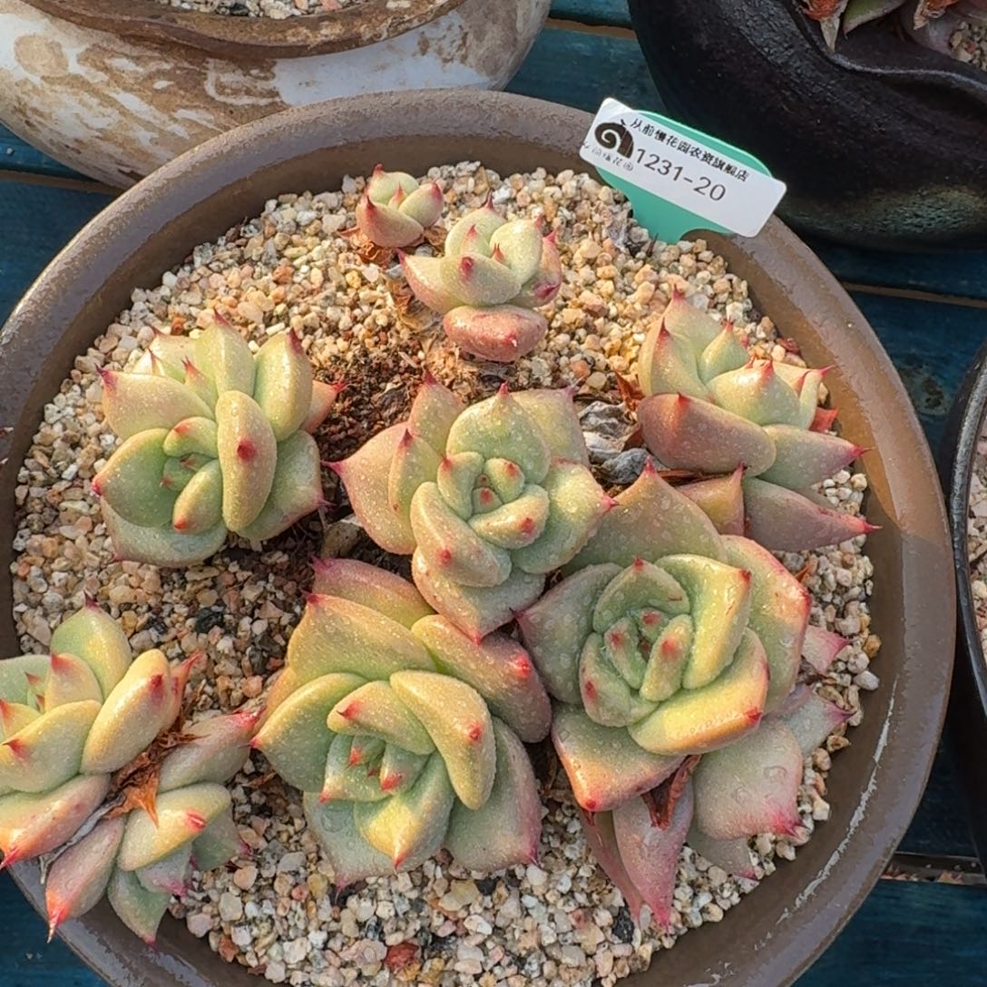 从前慢花园多肉编号1231-20