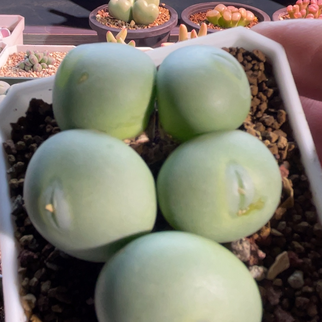 白花大g植物一物一拍