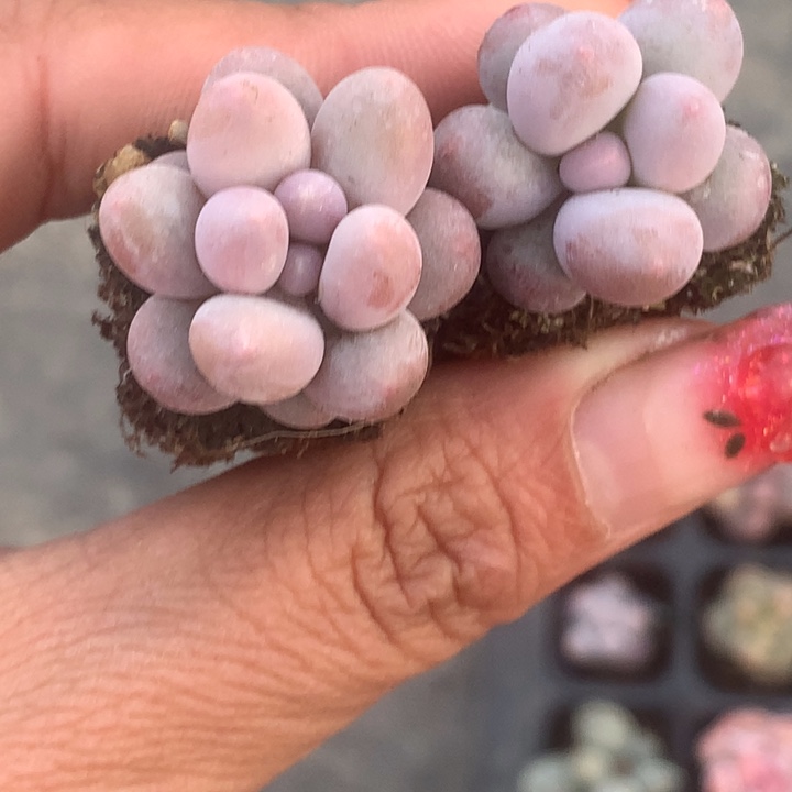 樱花奶25颗。 （满9.99包邮不满9.99发叶子）