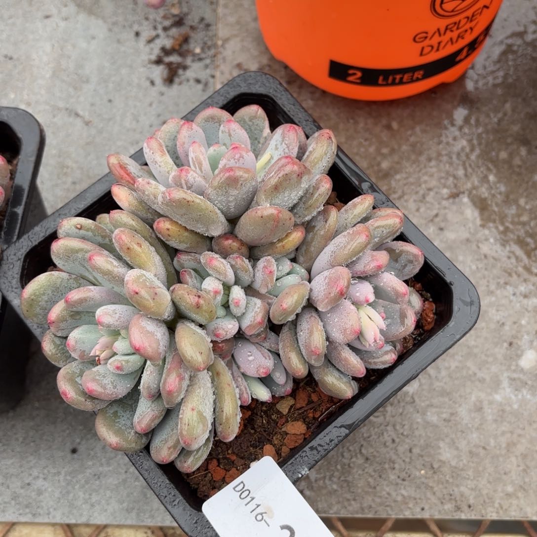 同温层多肉21香香雪