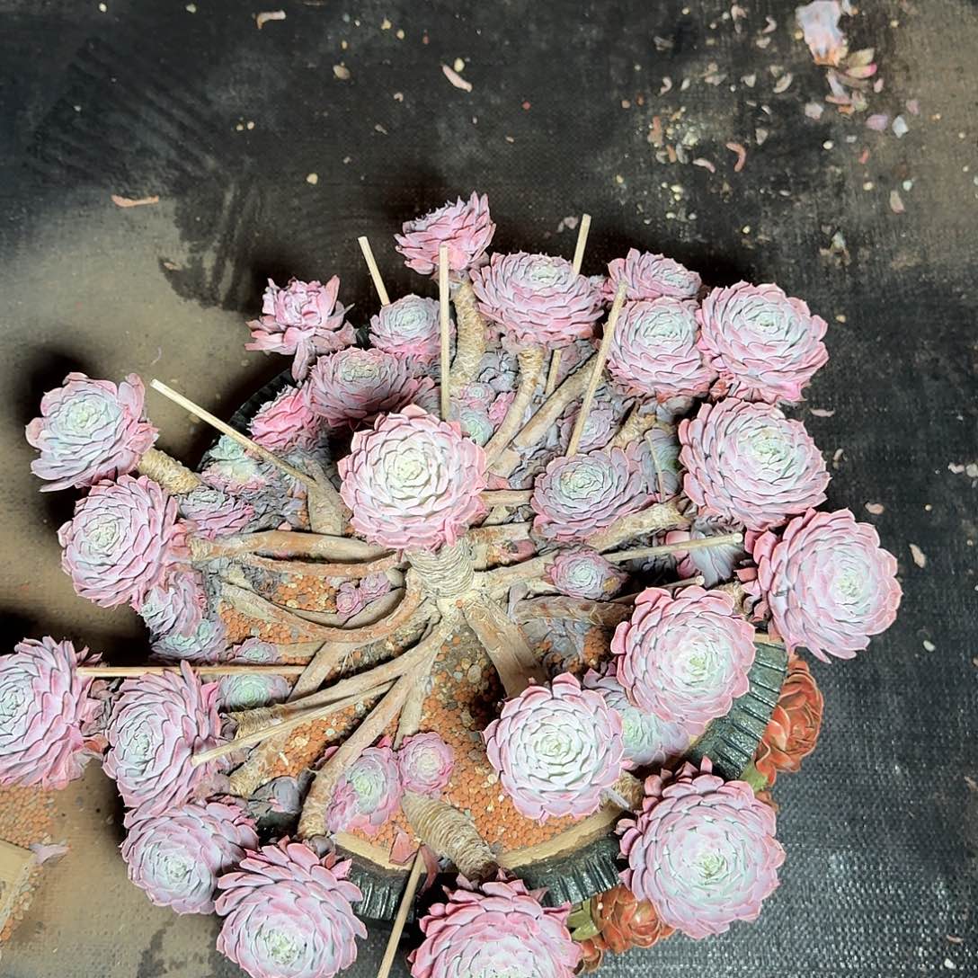 小***珠多肉植物多肉植物