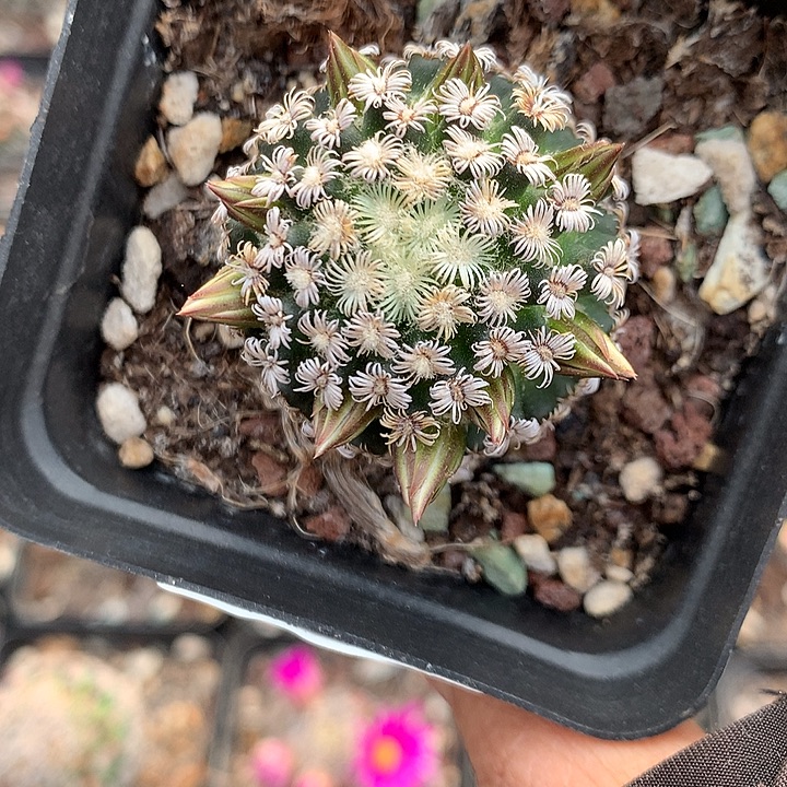 29 实生克氏丸3.4厘米