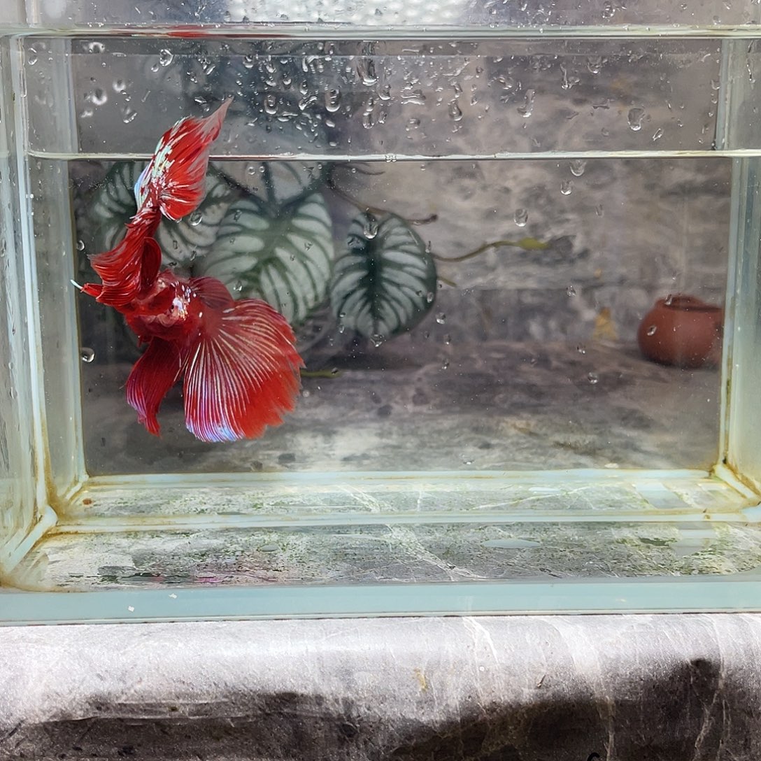 斗鱼育平斗鱼泰国斗鱼