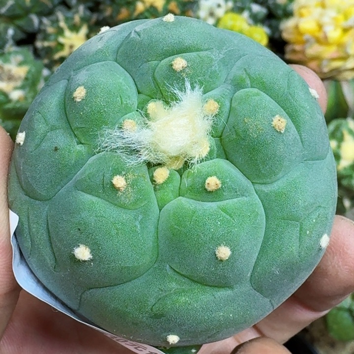 福利落地大尤856