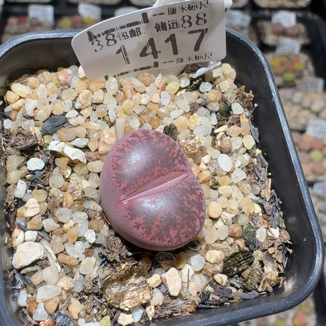 ****Zzz捡漏福利走起1417