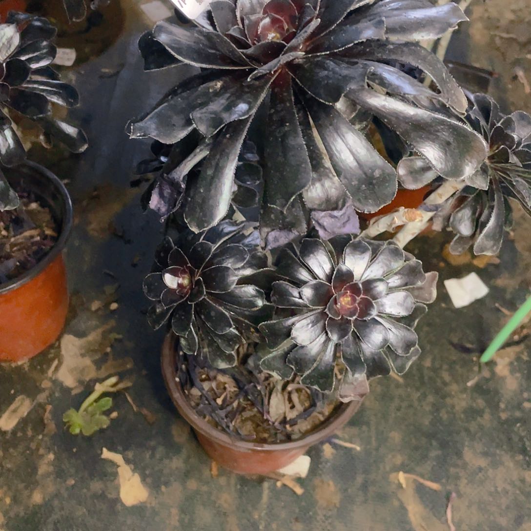 $****&192墨法师多肉有伤小损不包