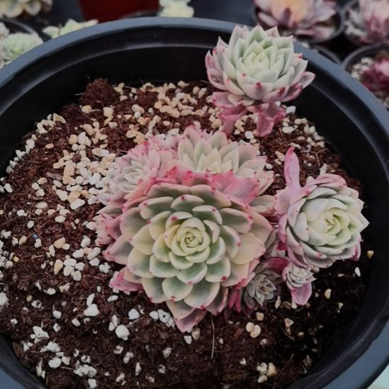 沙漠玫瑰白覆轮锦群