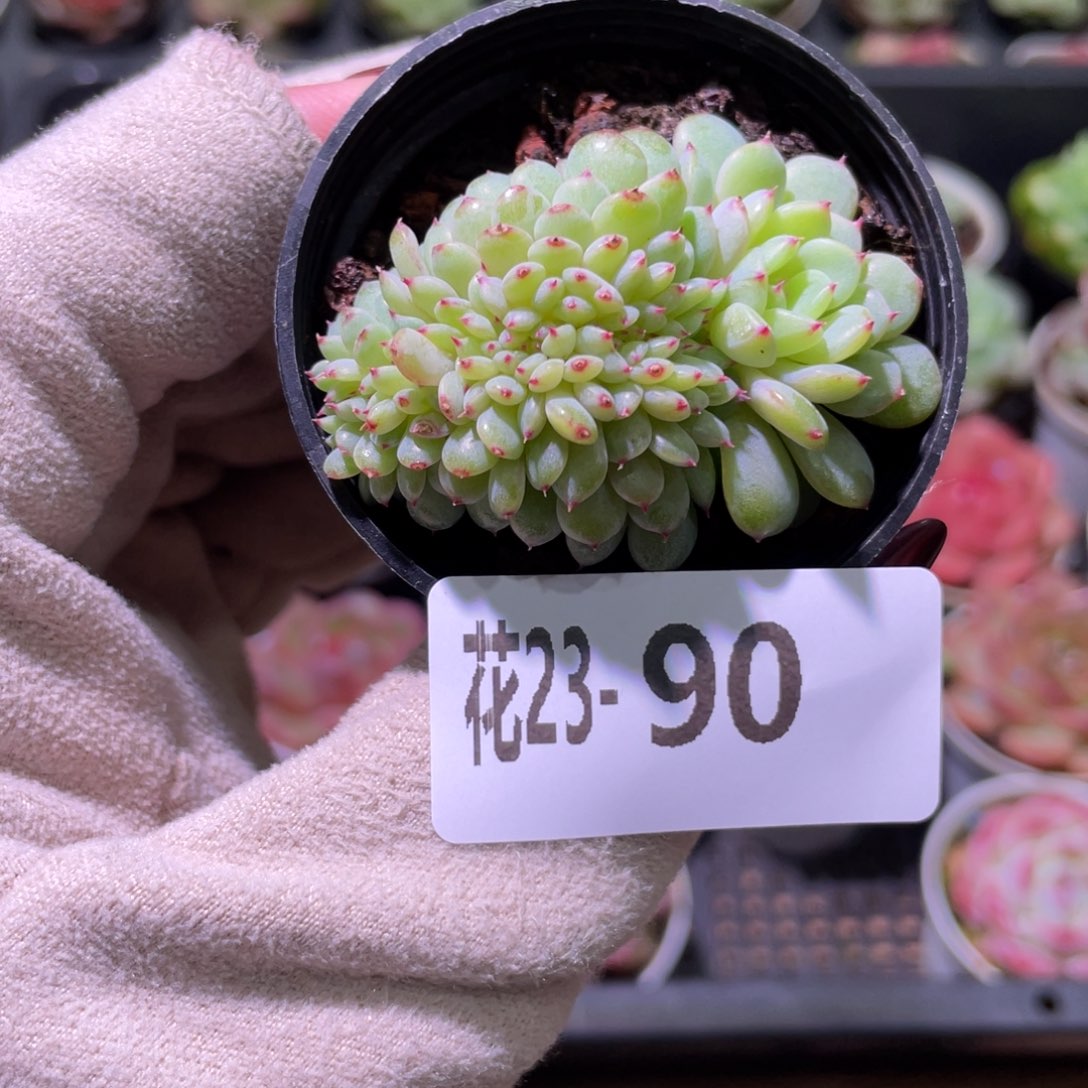 花利美23-90哈尼缀化