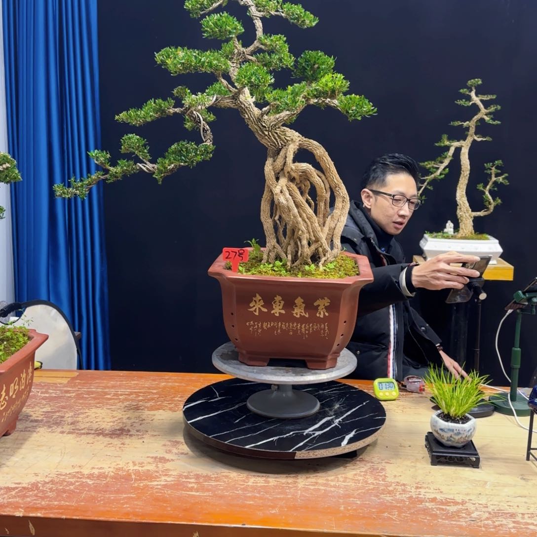 黄杨室内室外盆景艺术