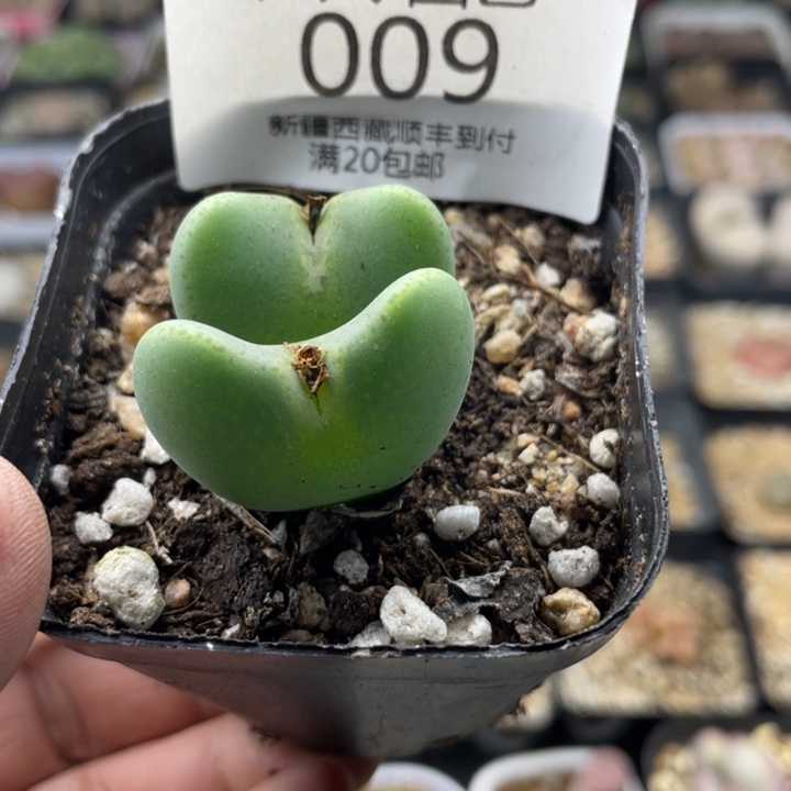 佳人园艺老周上福利啦♥️将009