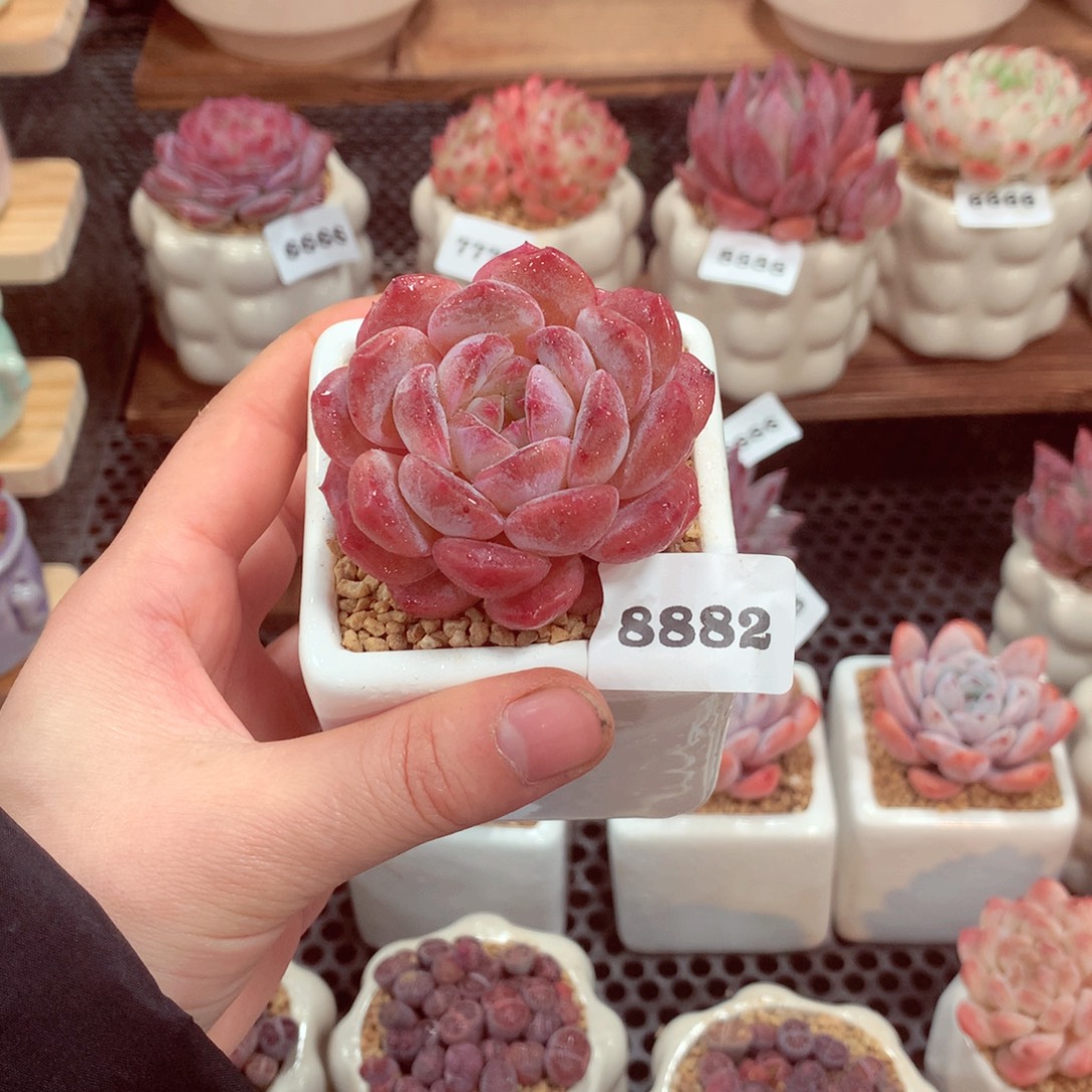 睿****明叔精选  一物一拍8882