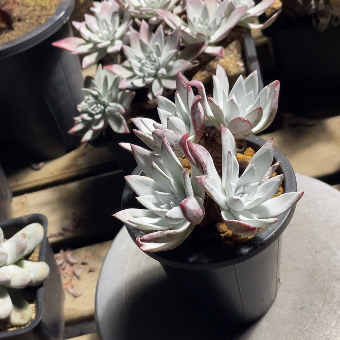 流丹白豪苹果叶仙女杯