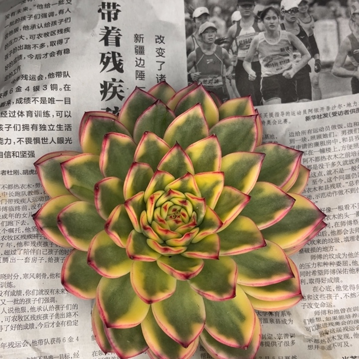 一物一拍，啊诗娜多肉。
