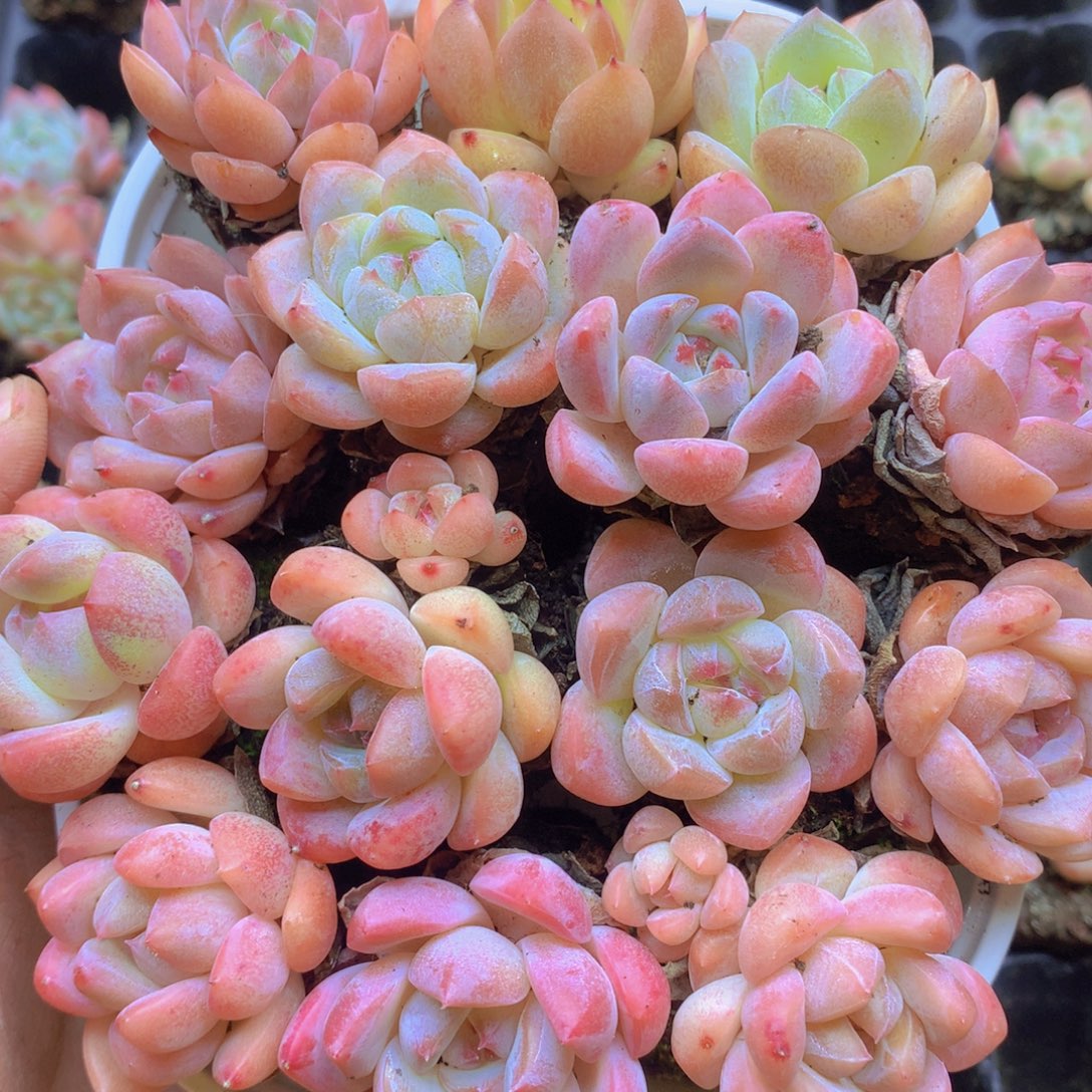 我要去看你了啊我的天094