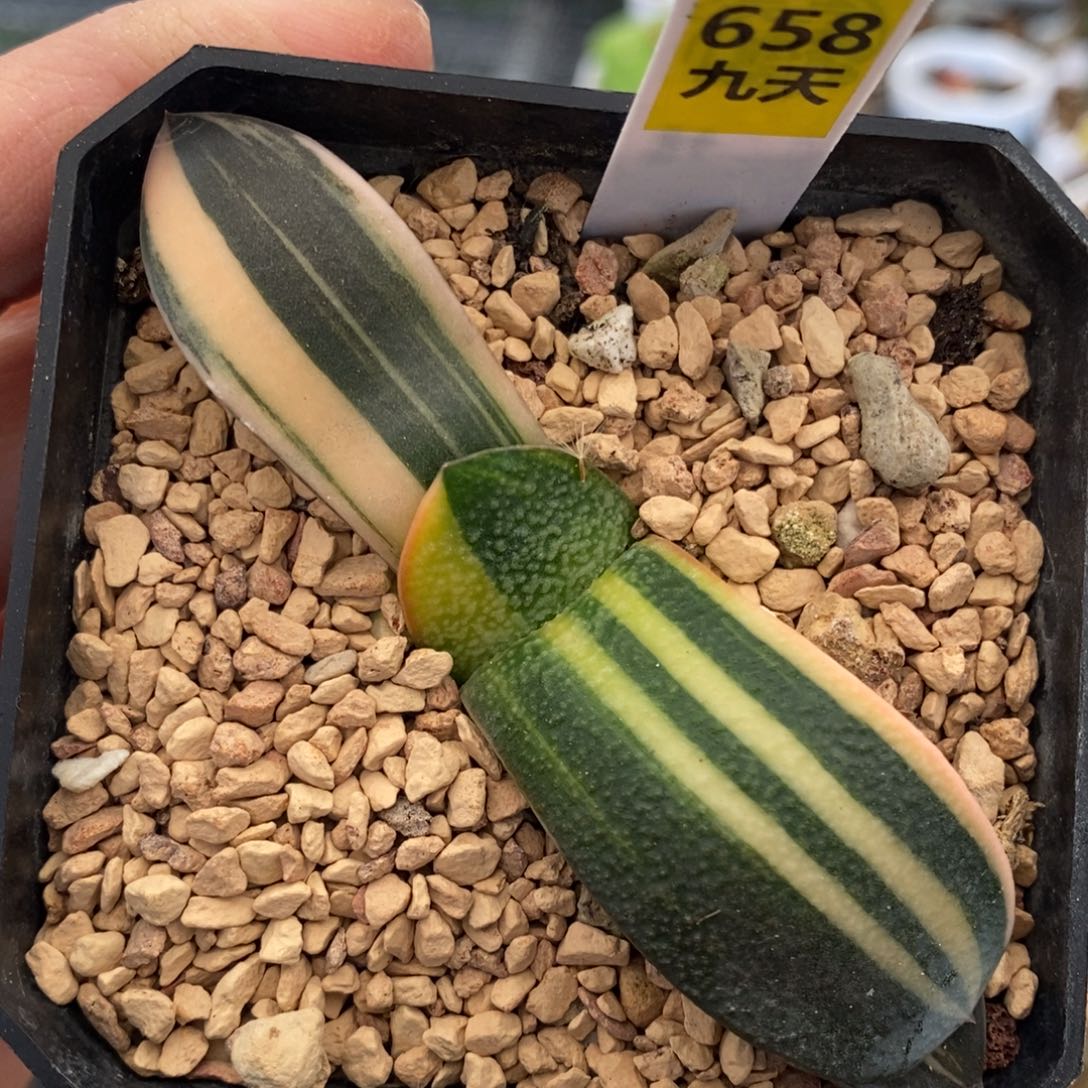 658号珍珠卧牛锦多肉植物