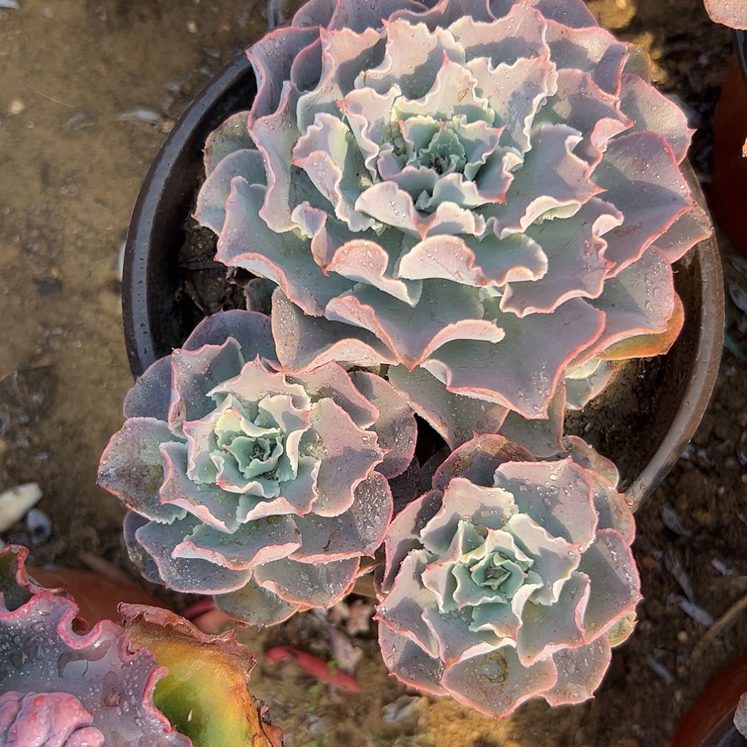 多肉植物原始晨光