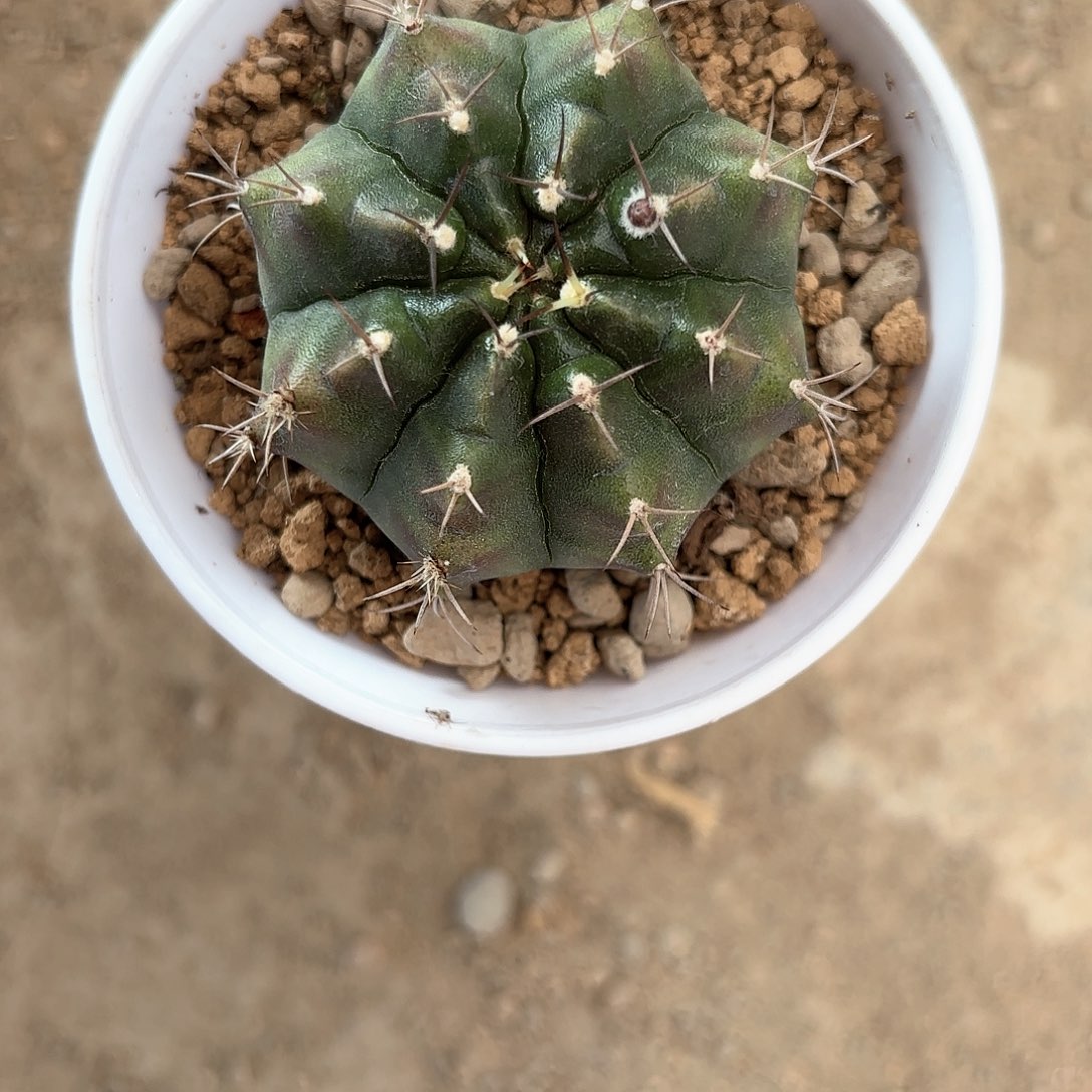 泰系米哈仙人球59号