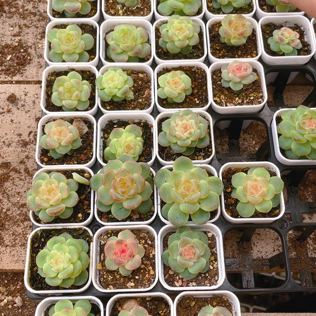 T109号甜心单头盆一个满25包邮