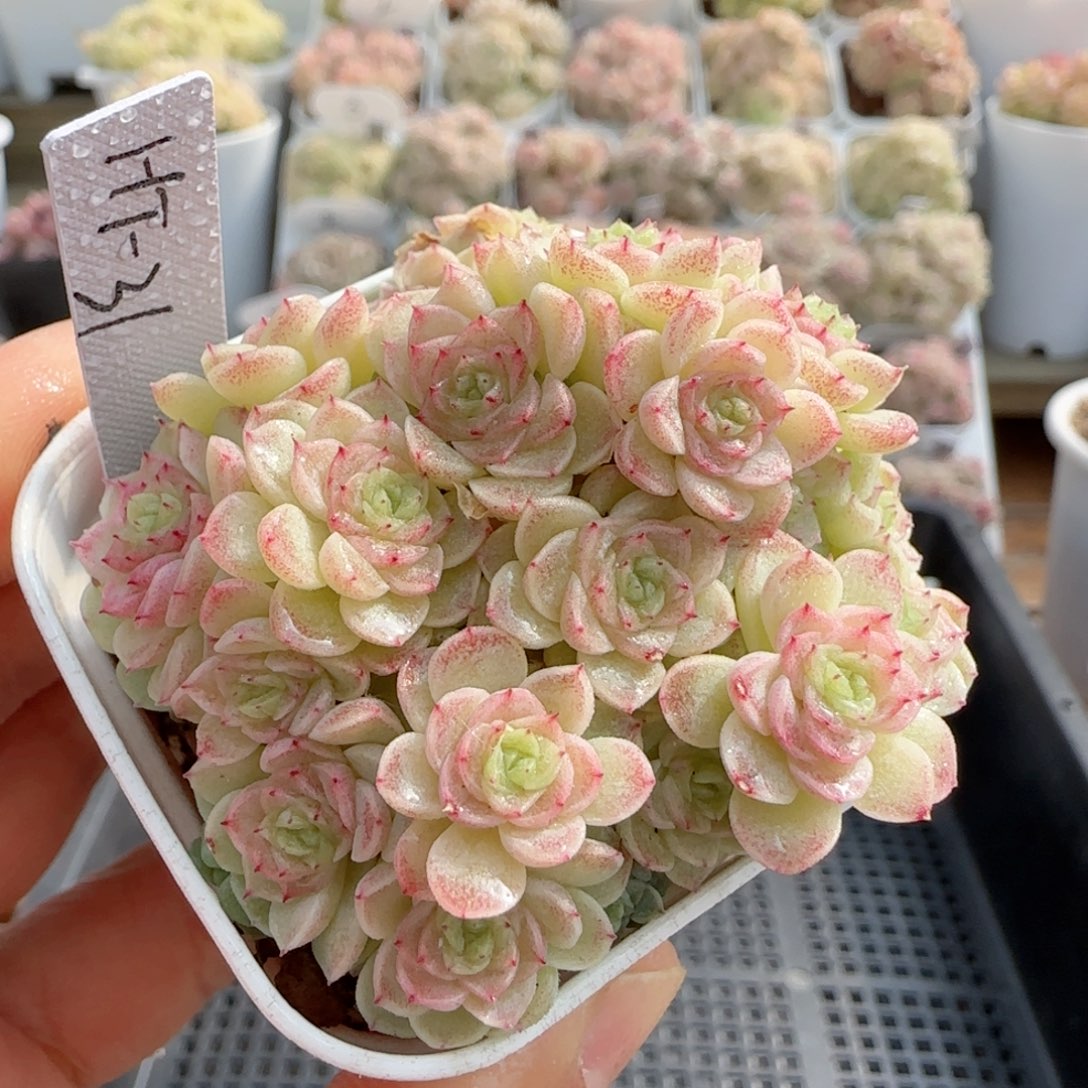 【闪购商品】0130-72（ht-31）