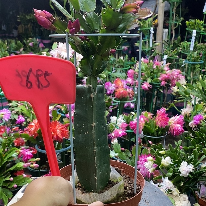 078重瓣695带盆发顺丰