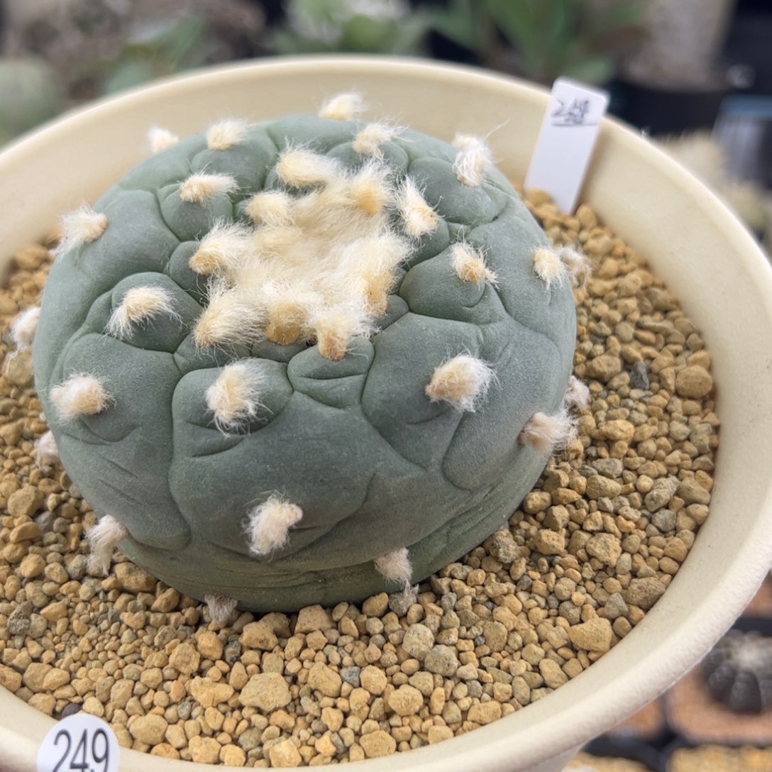 草球8.1一物一拍249